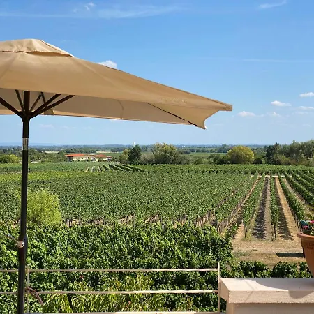 Rebenmeer Neustadt an der Weinstraße