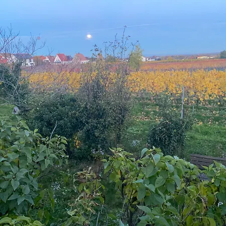 Rebenmeer * Neustadt an der Weinstraße