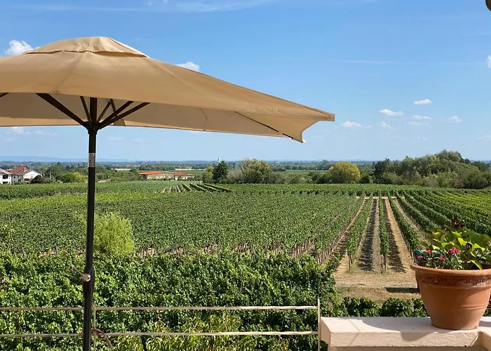 Rebenmeer Neustadt an der Weinstraße