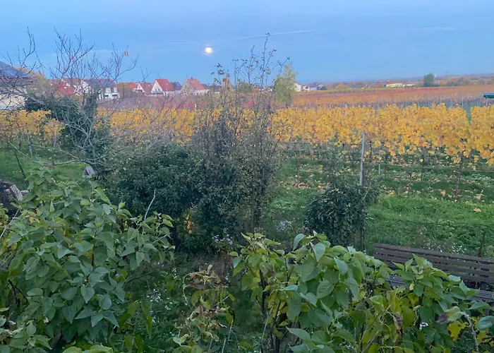 Rebenmeer * Neustadt an der Weinstraße